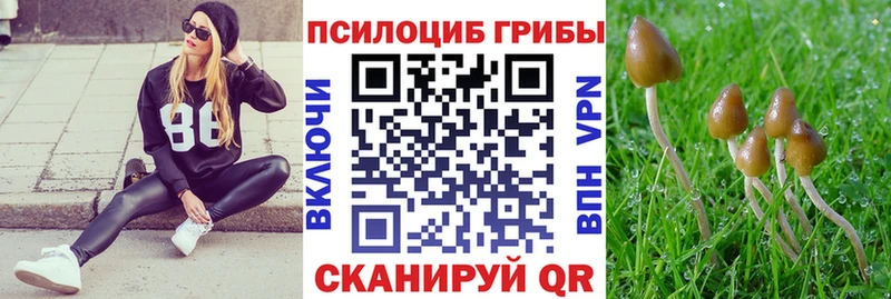 Купить закладки  Киржач  Псилоцибиновые грибы мицелий 